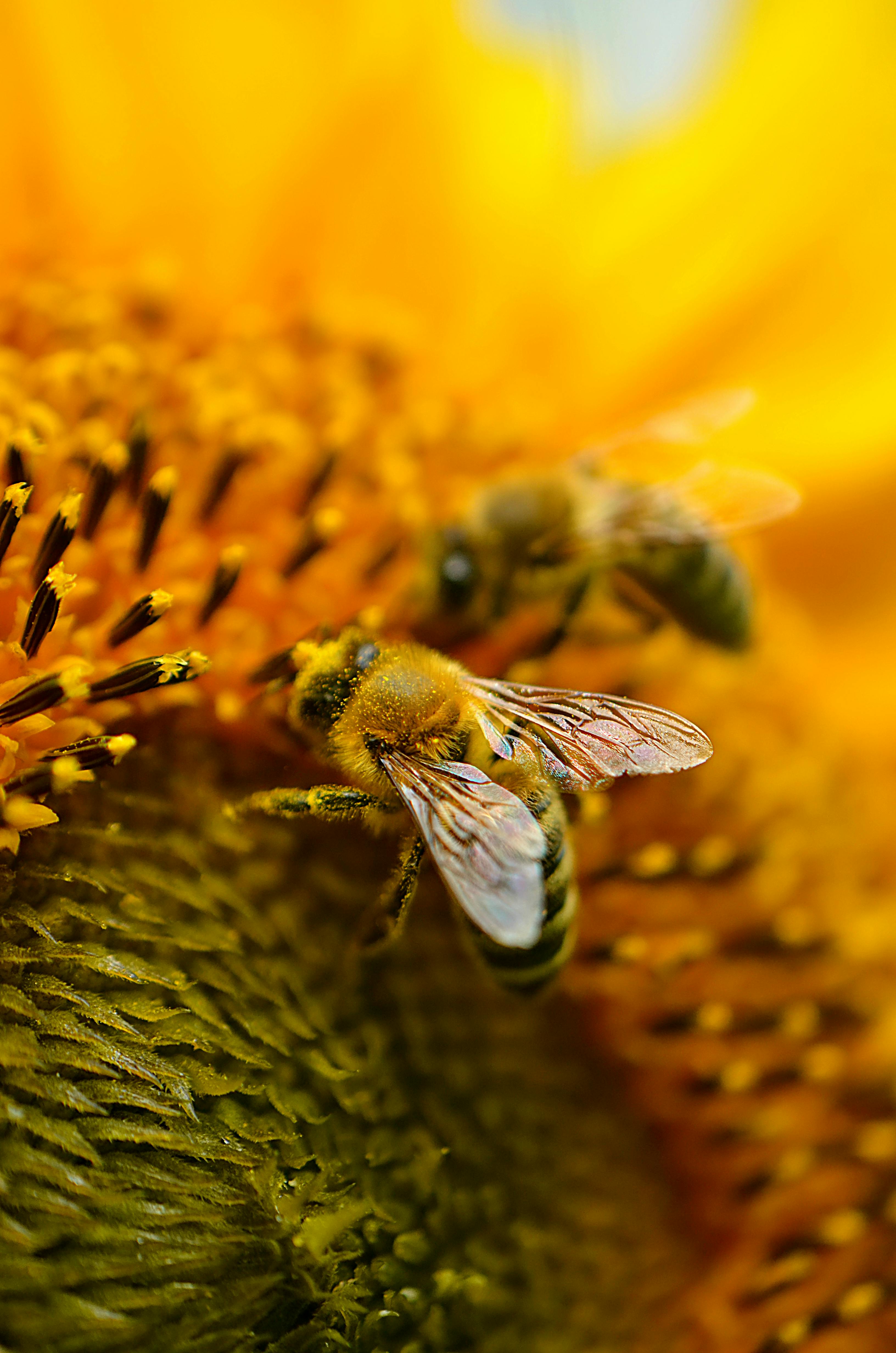 miel de abeja